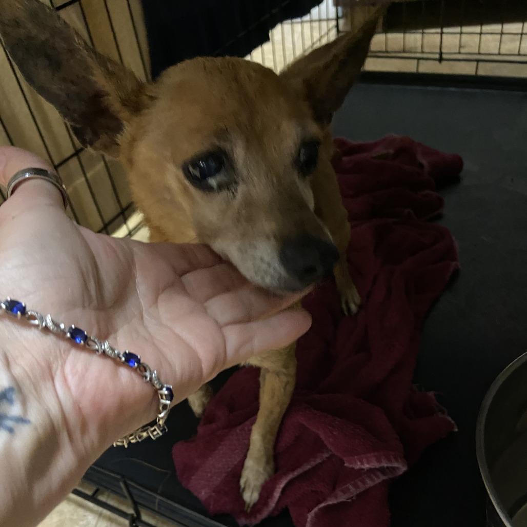 Ruby, a Adoptable Mixed Breed in Jacksonville, FL image 2/2