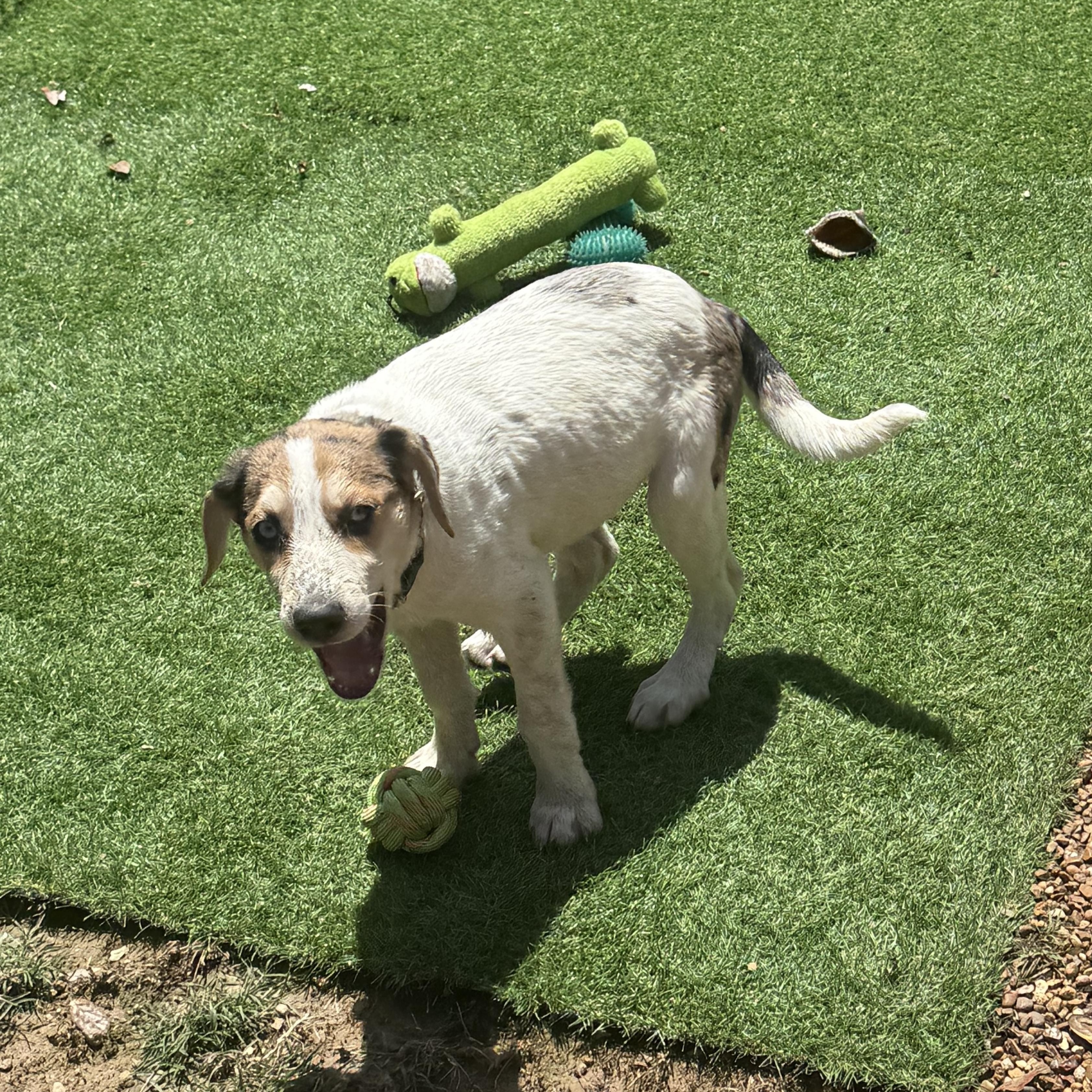 Enlarge Rose, a Adoptable mixed breed in Bedminster, NJ image 6/6