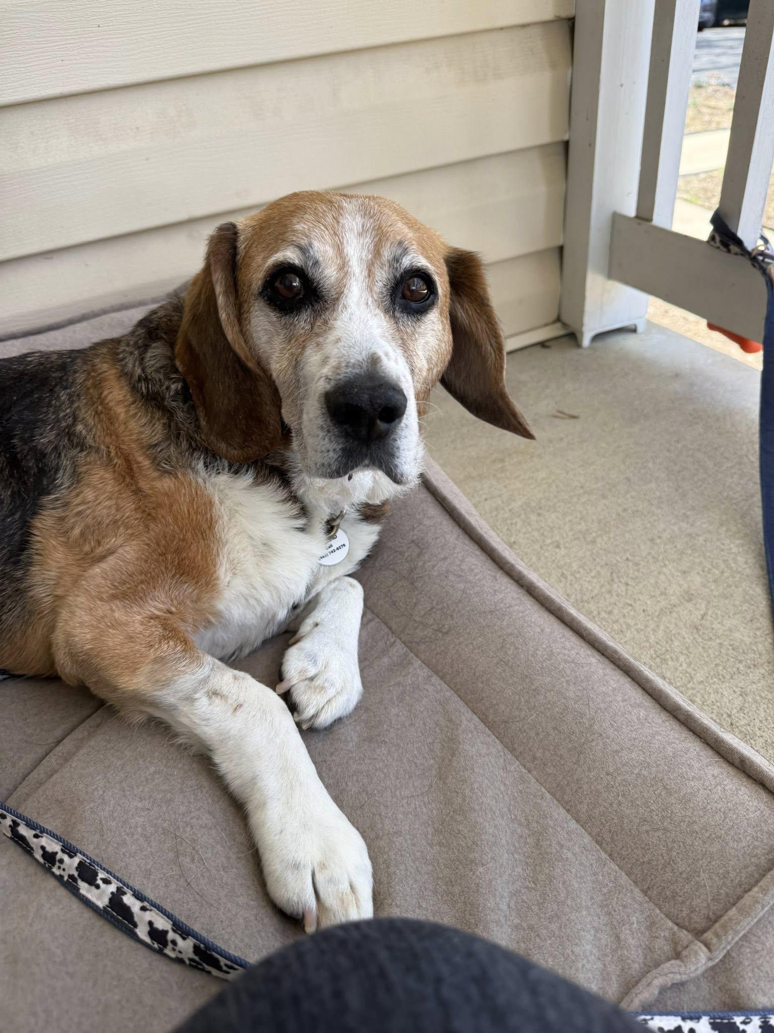 Enlarge Forrest, a Adoptable mixed breed in Severn, MD image 5/5