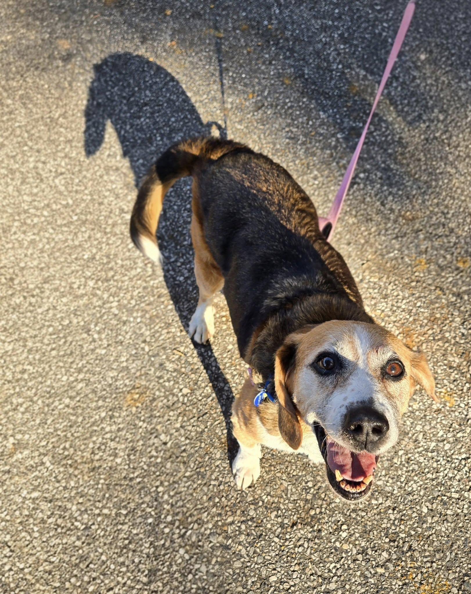 Enlarge Forrest, a Adoptable mixed breed in Severn, MD image 2/4