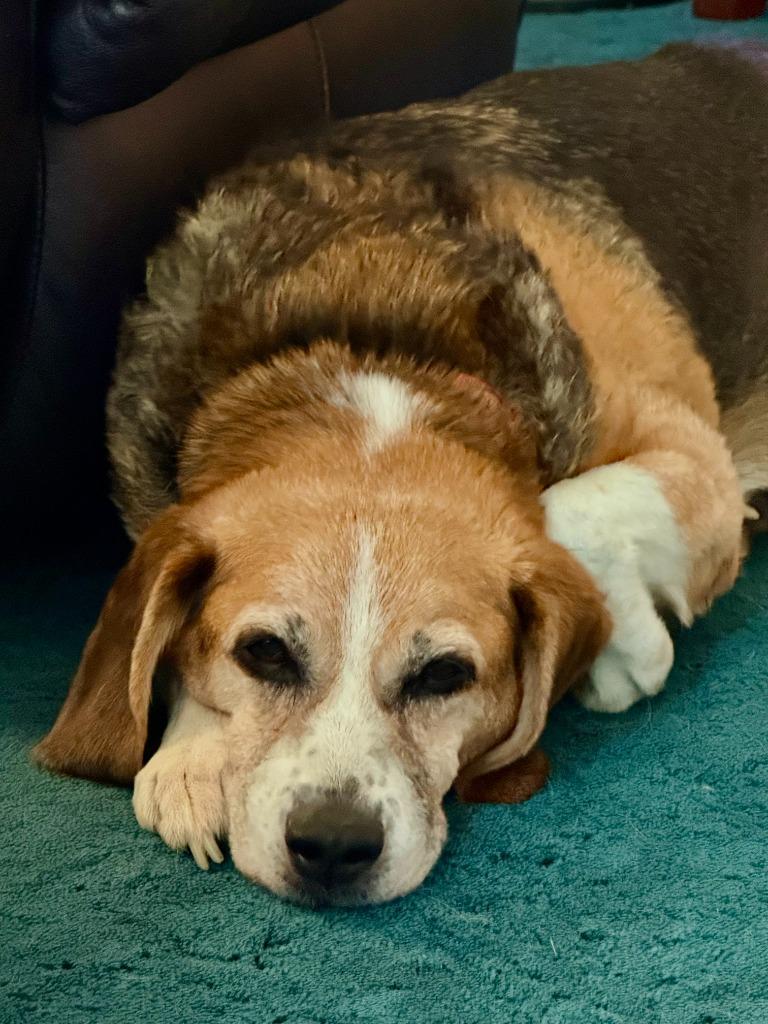 Enlarge Forrest, a Adoptable mixed breed in Severn, MD image 3/4