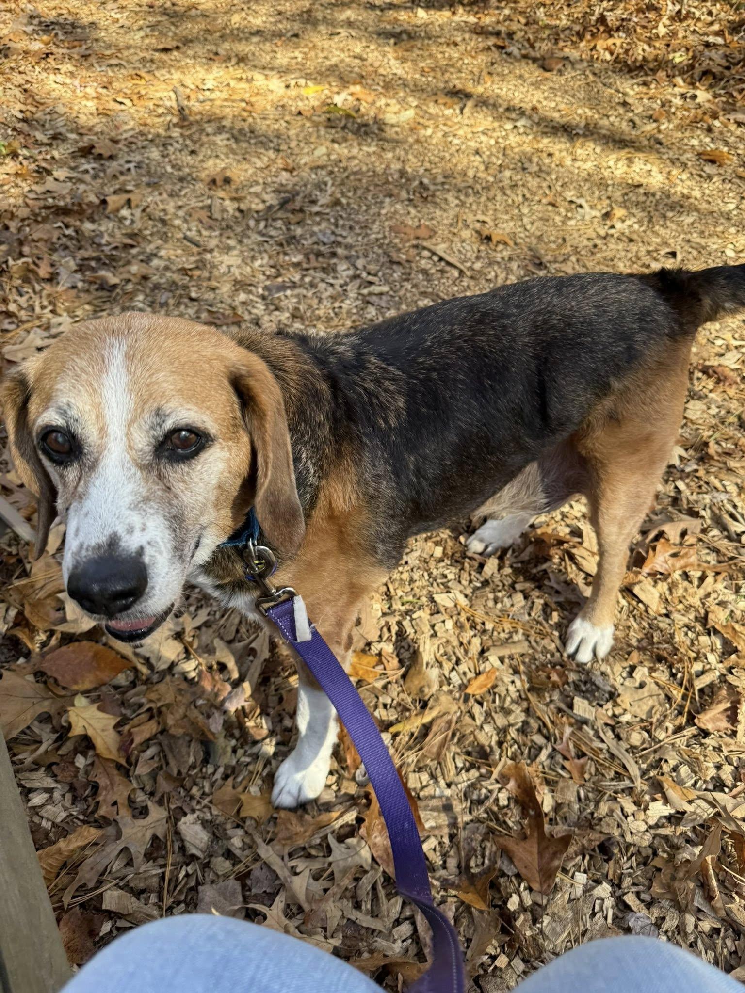 Enlarge Forrest, a Adoptable mixed breed in Severn, MD image 4/4