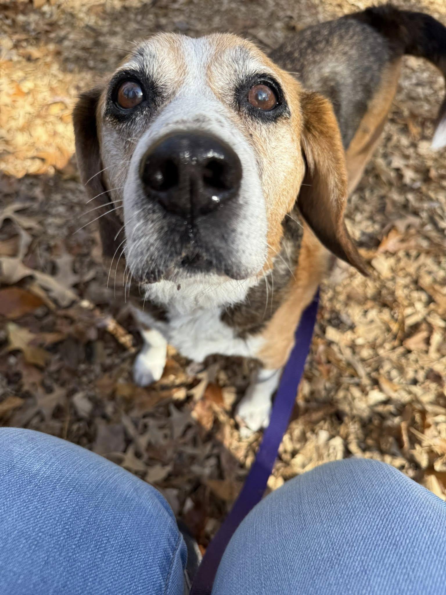 Forrest, Adoptable, Adult Male Beagle.