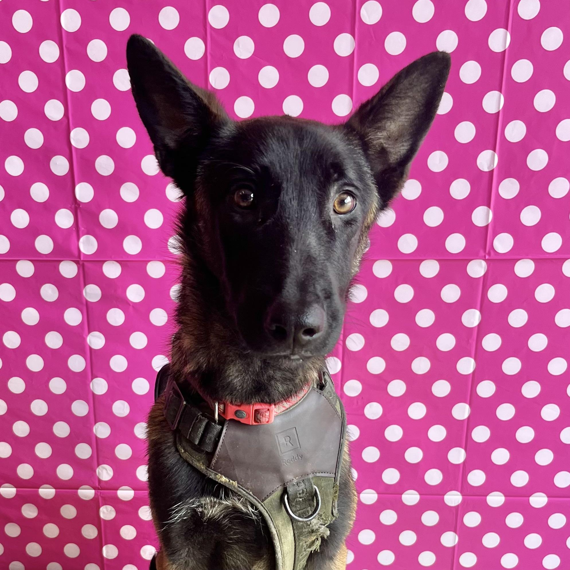 Dog for adoption Dagwood, a Belgian Shepherd / Malinois Mix in