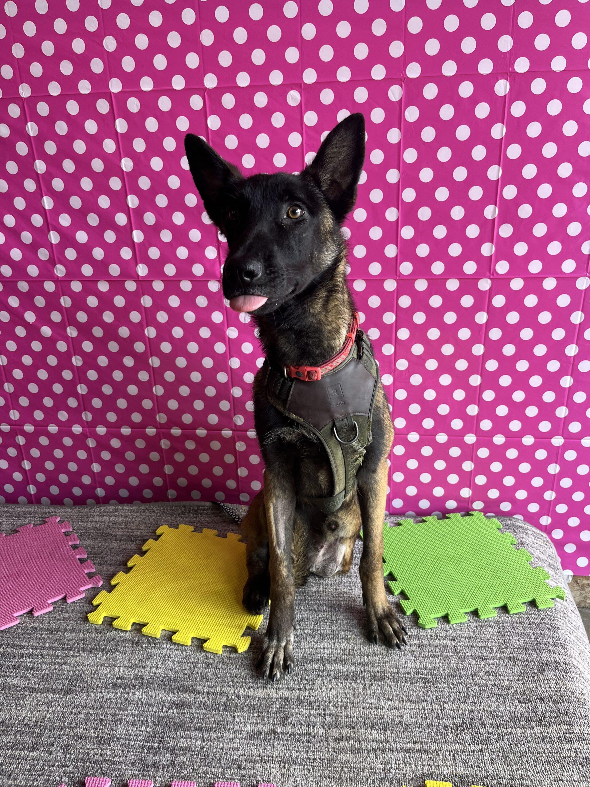 Dog for adoption Dagwood, a Belgian Shepherd / Malinois Mix in