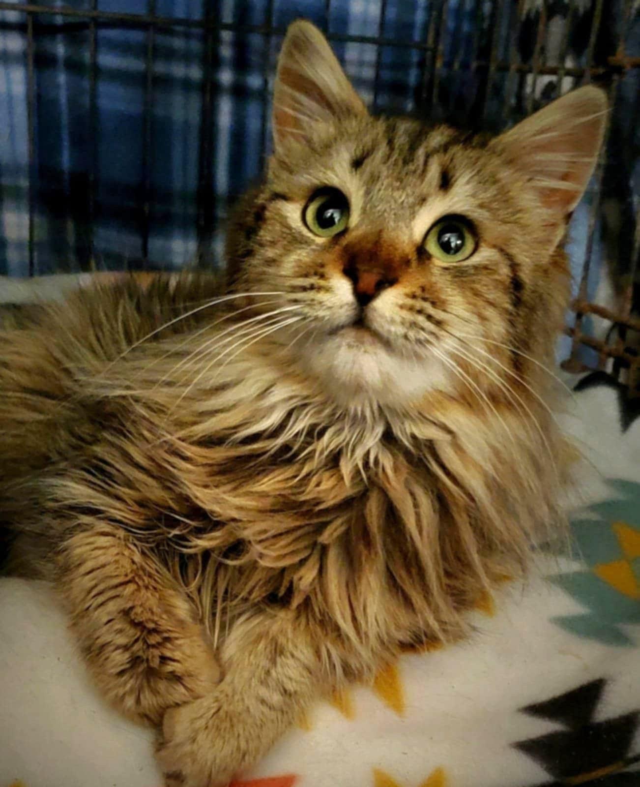 Enlarge Mini, a Adoptable mixed breed in San Jose, CA image 4/6