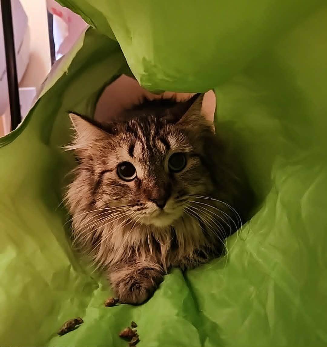 Enlarge Mini, a Adoptable mixed breed in San Jose, CA image 2/6