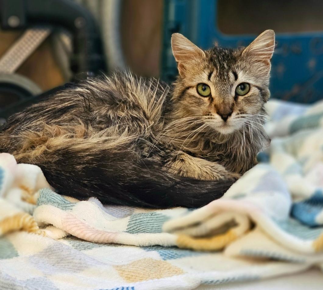 Enlarge Mini, a Adoptable mixed breed in San Jose, CA image 3/6