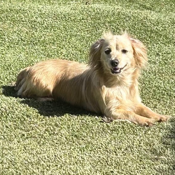 Enlarge LilLY, a ADOPTABLE mixed breed in Vacaville, CA image 1/1