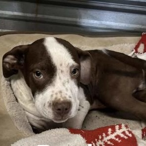 Enlarge Basil, a ADOPTABLE mixed breed in Bethlehem, PA image 3/6