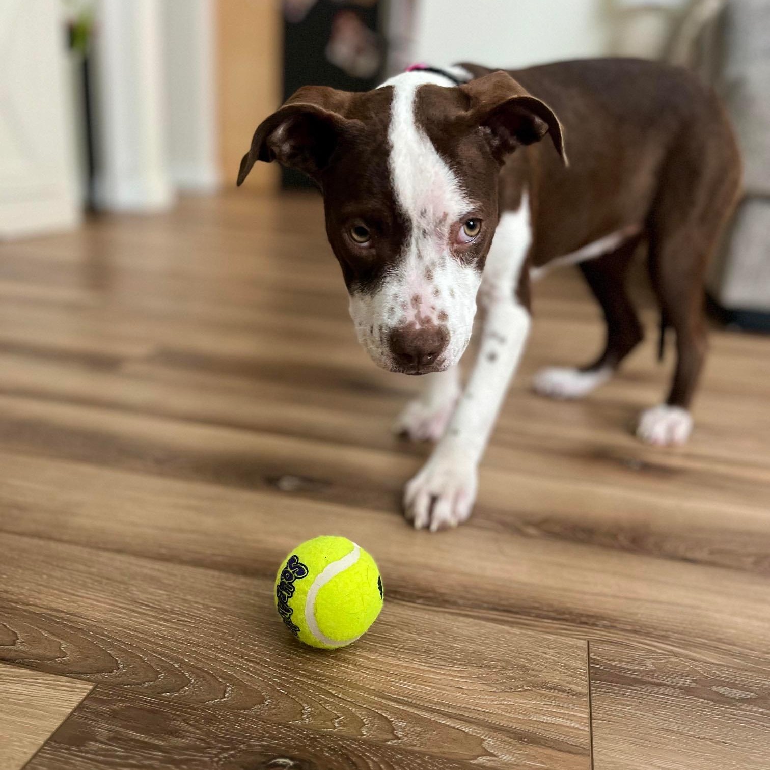 Enlarge Basil, a ADOPTABLE mixed breed in Bethlehem, PA image 4/6
