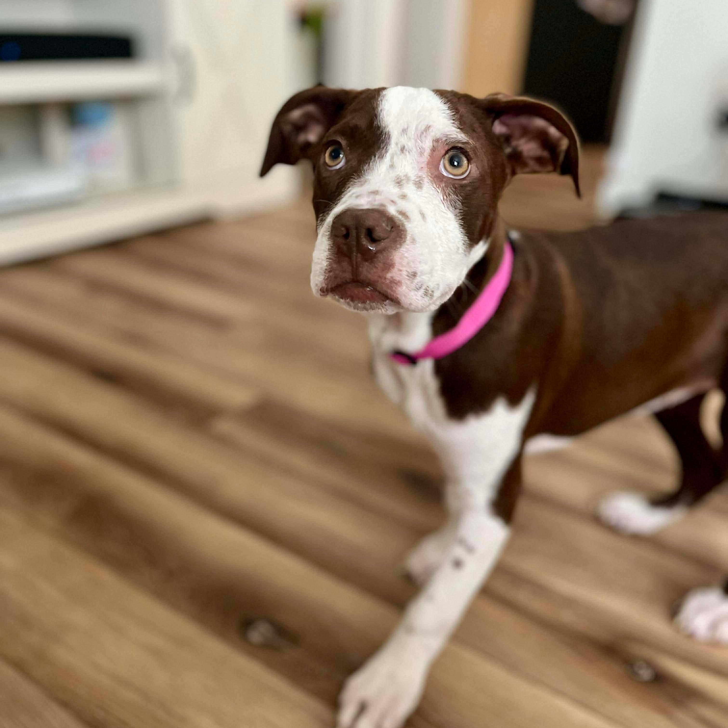 Basil, ADOPTABLE, Puppy Female Pit Bull Terrier & Hound.
