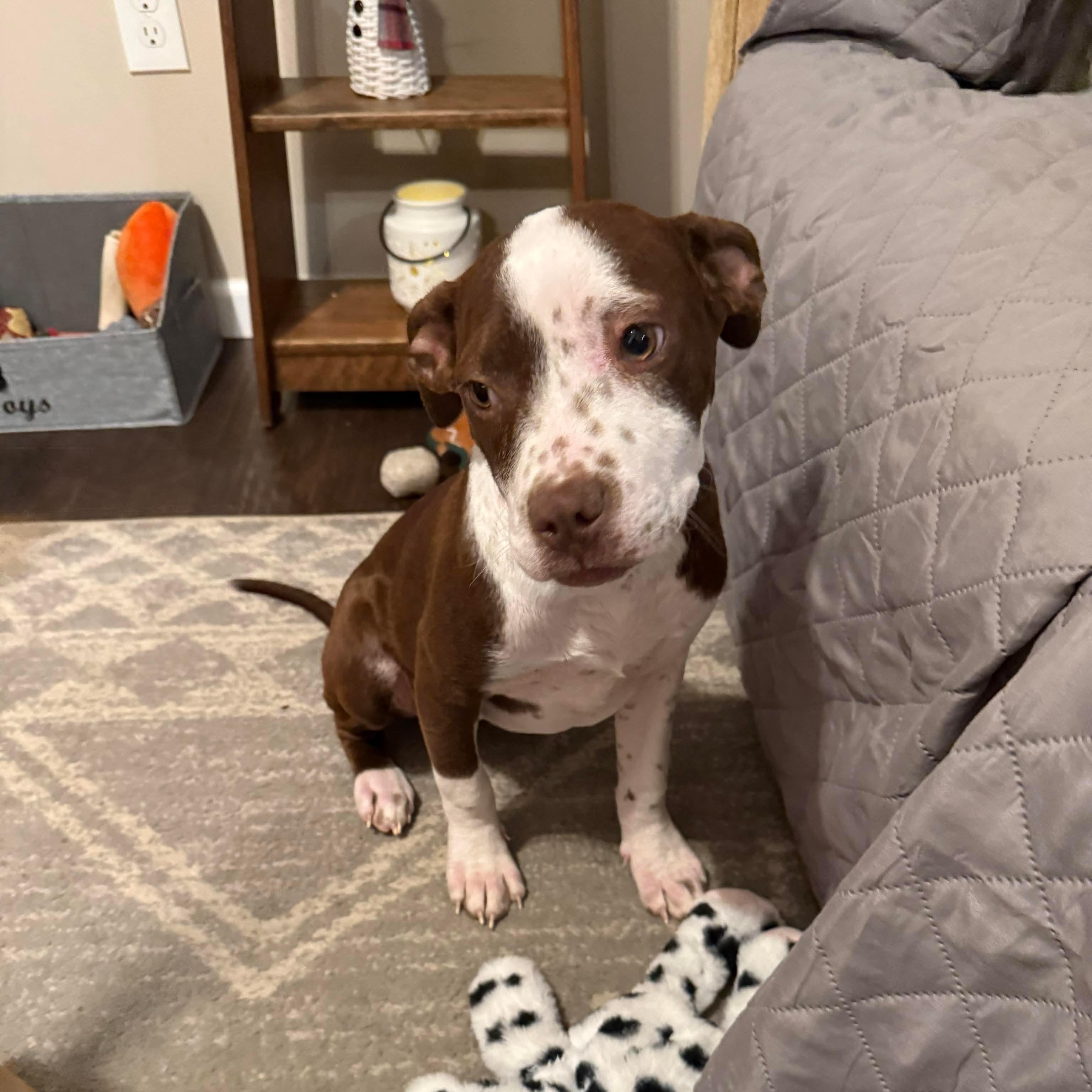 Enlarge Basil, a ADOPTABLE mixed breed in Bethlehem, PA image 2/6