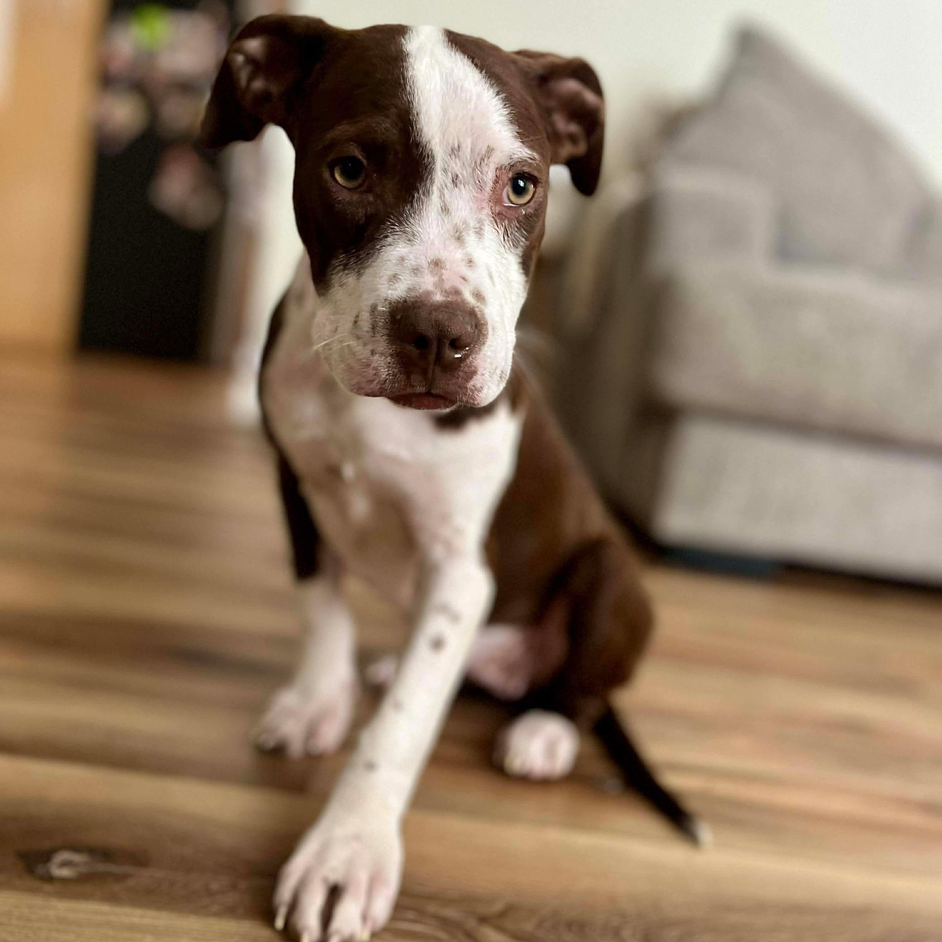 Enlarge Basil, a ADOPTABLE mixed breed in Bethlehem, PA image 6/6