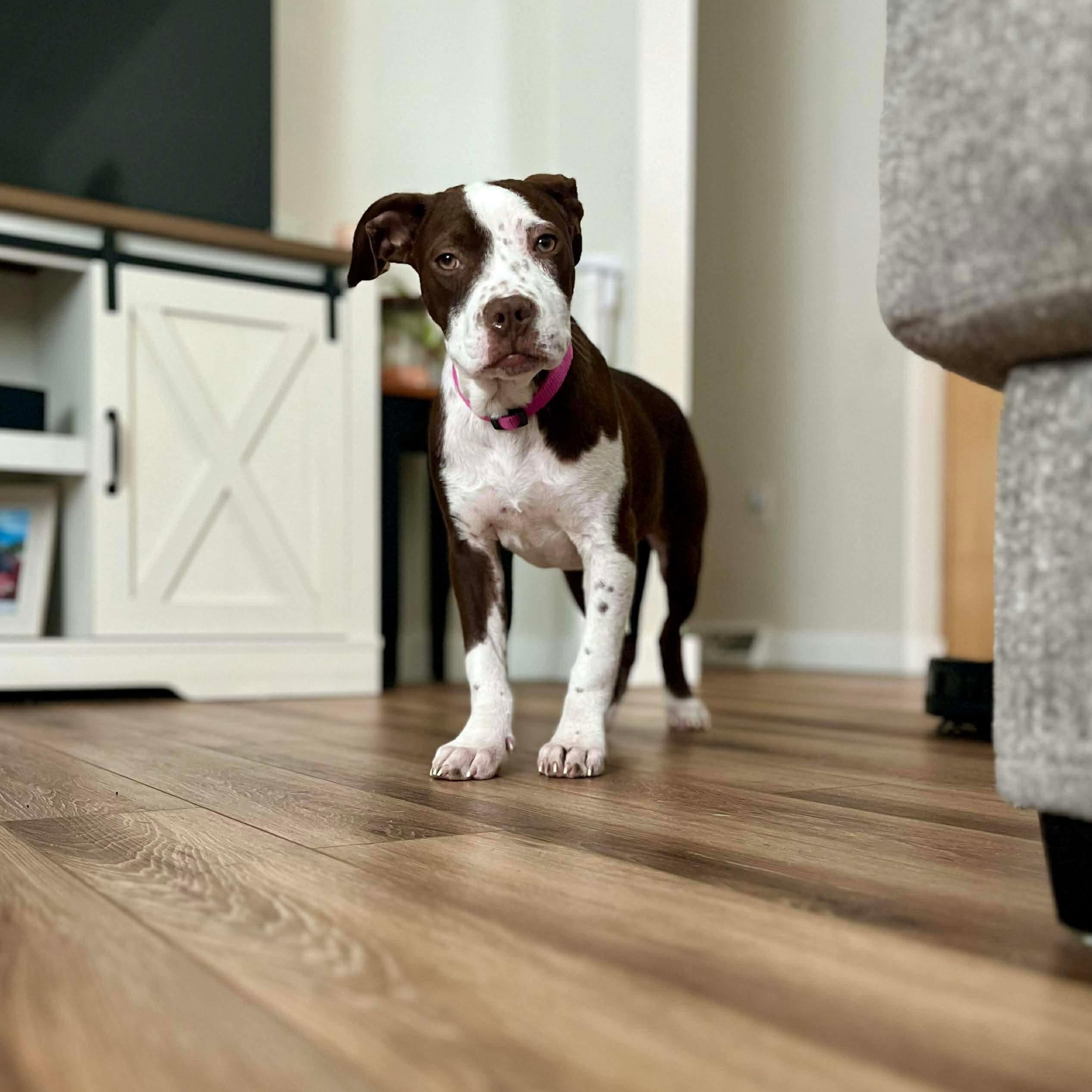 Enlarge Basil, a ADOPTABLE mixed breed in Bethlehem, PA image 5/6