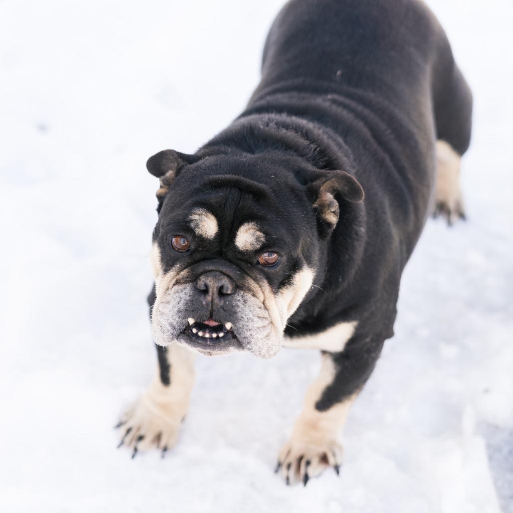 Enlarge Dandeline, a ADOPTABLE English Bulldog in Zionsville, IN image 1/1