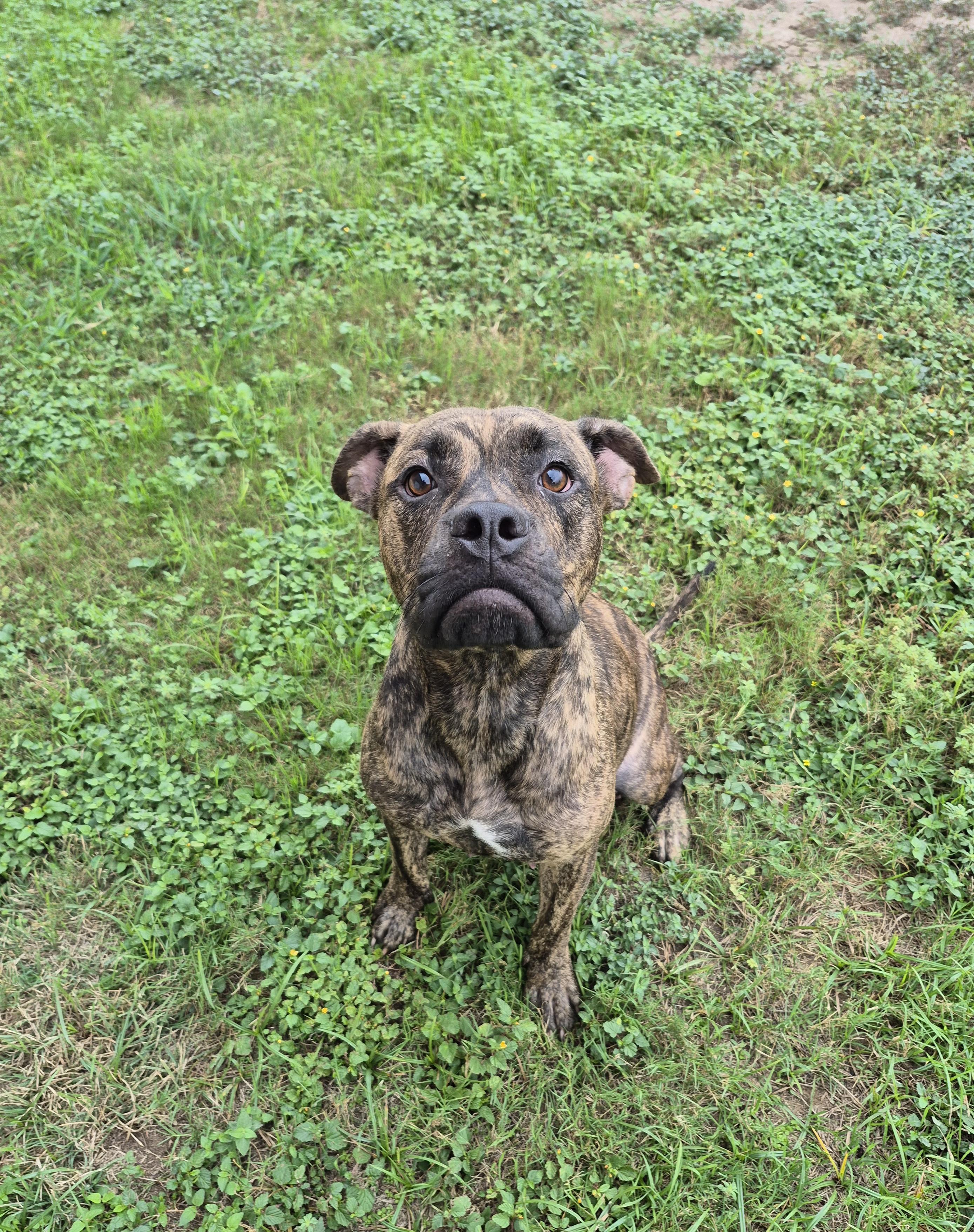 Bo-Katan, ADOPTABLE, Adult Female Boxer.