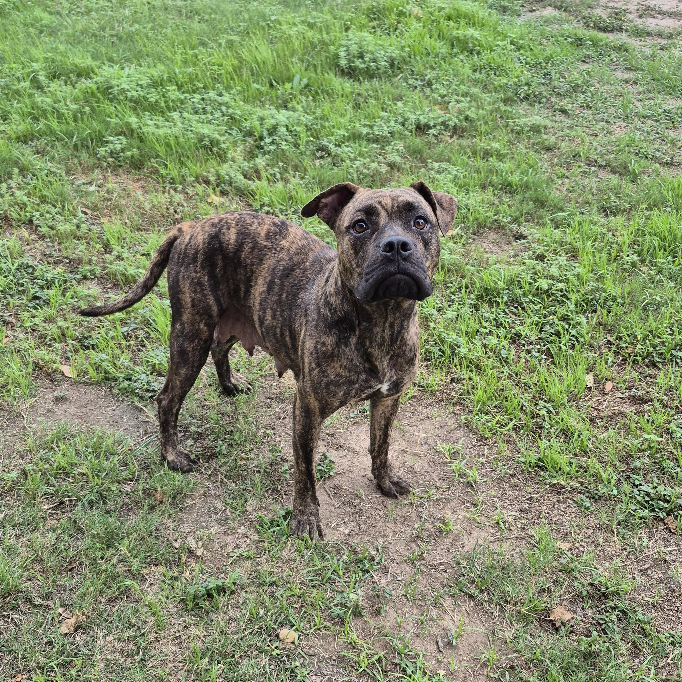 Enlarge Bo-Katan, a ADOPTABLE mixed breed in Schertz, TX image 2/3