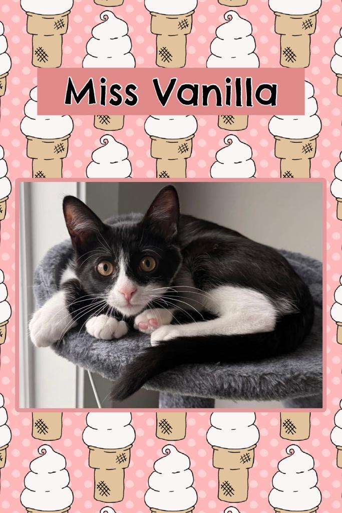 Vanilla, adopted, Kitten Female Domestic Short Hair.