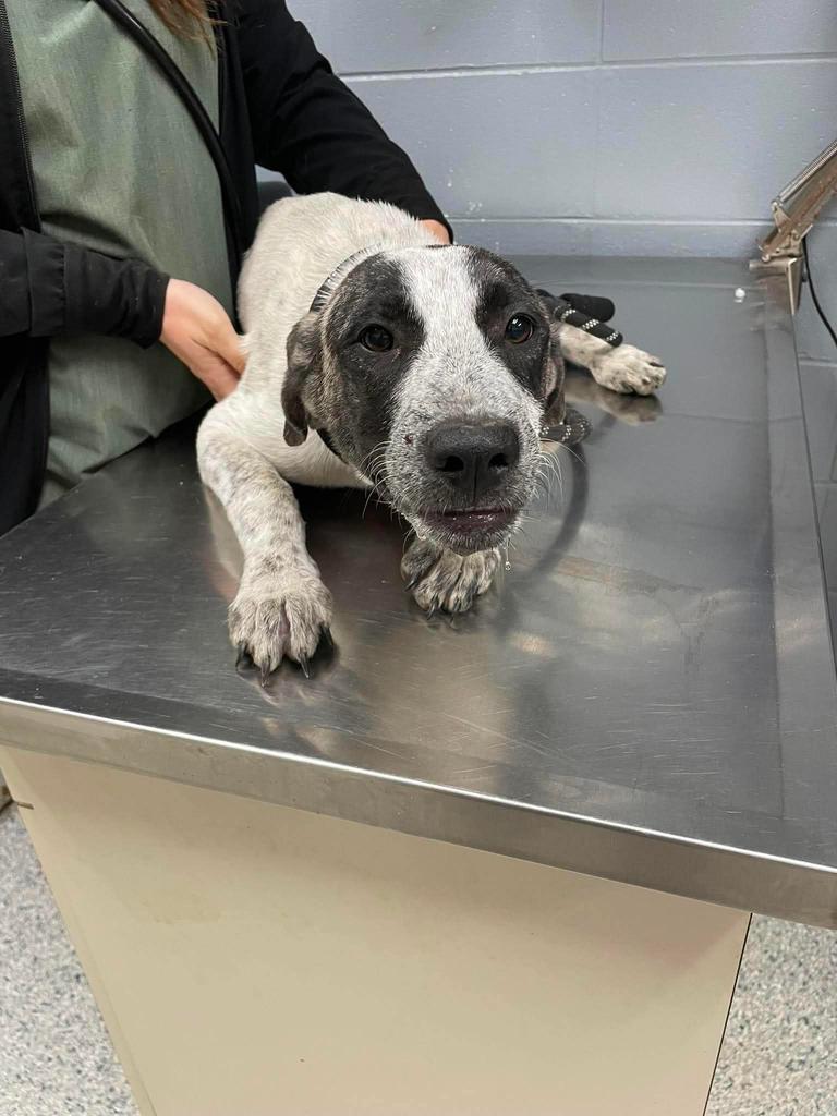 Enlarge Piper, a Adoptable mixed breed in Livingston, LA image 1/1