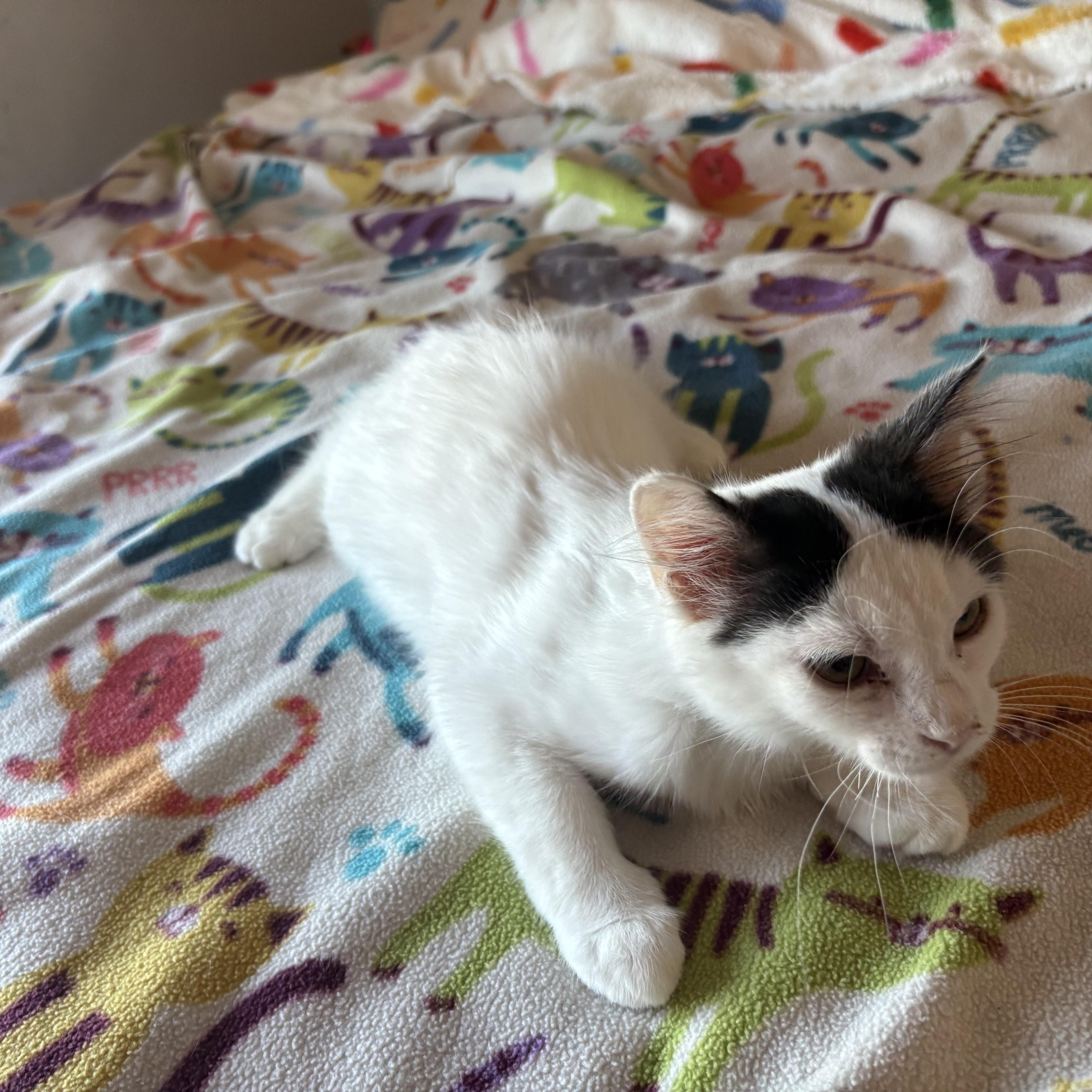 Enlarge Yoda, a ADOPTABLE Domestic Medium Hair in SCOTTSDALE, AZ image 2/3