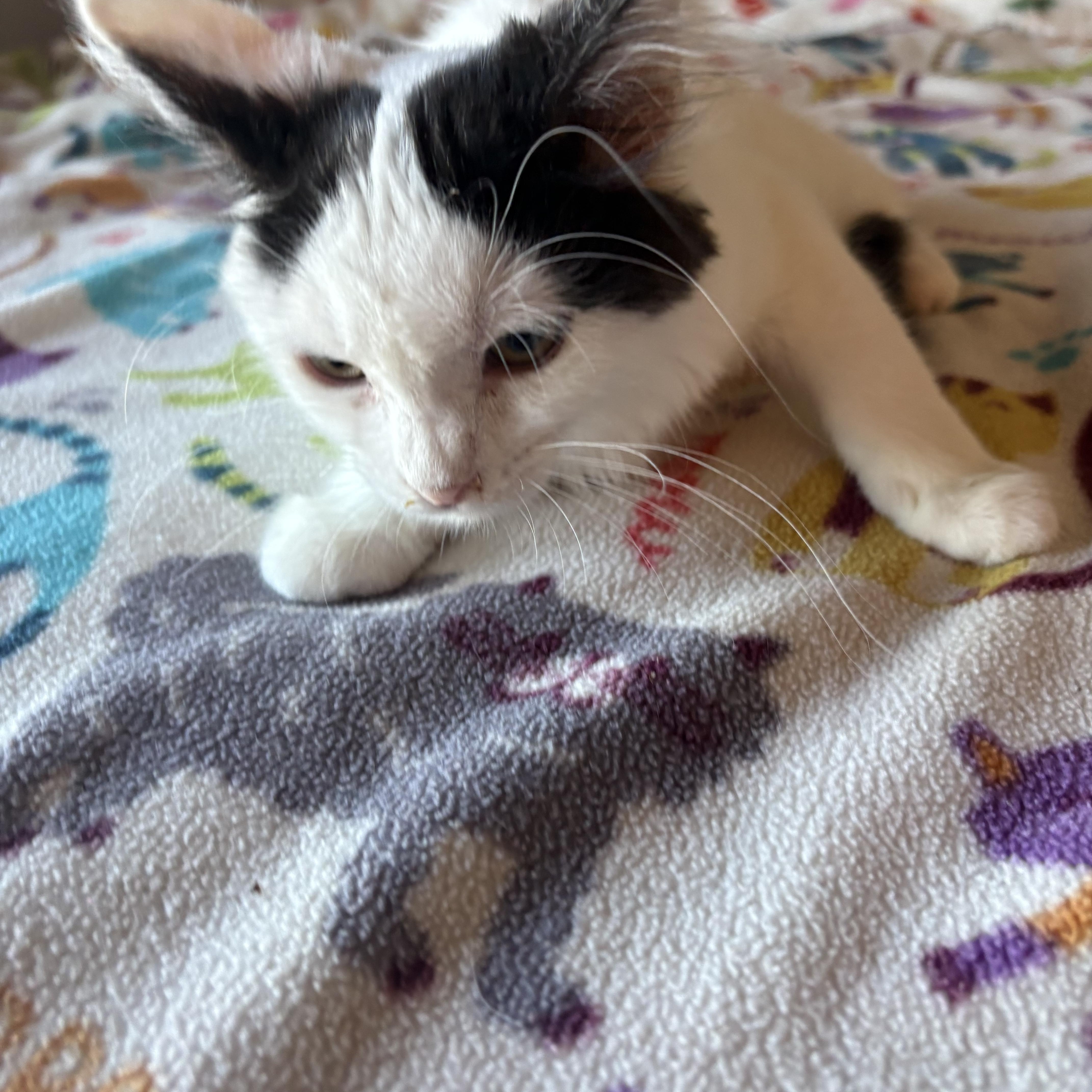 Enlarge Yoda, a ADOPTABLE Domestic Medium Hair in SCOTTSDALE, AZ image 3/3
