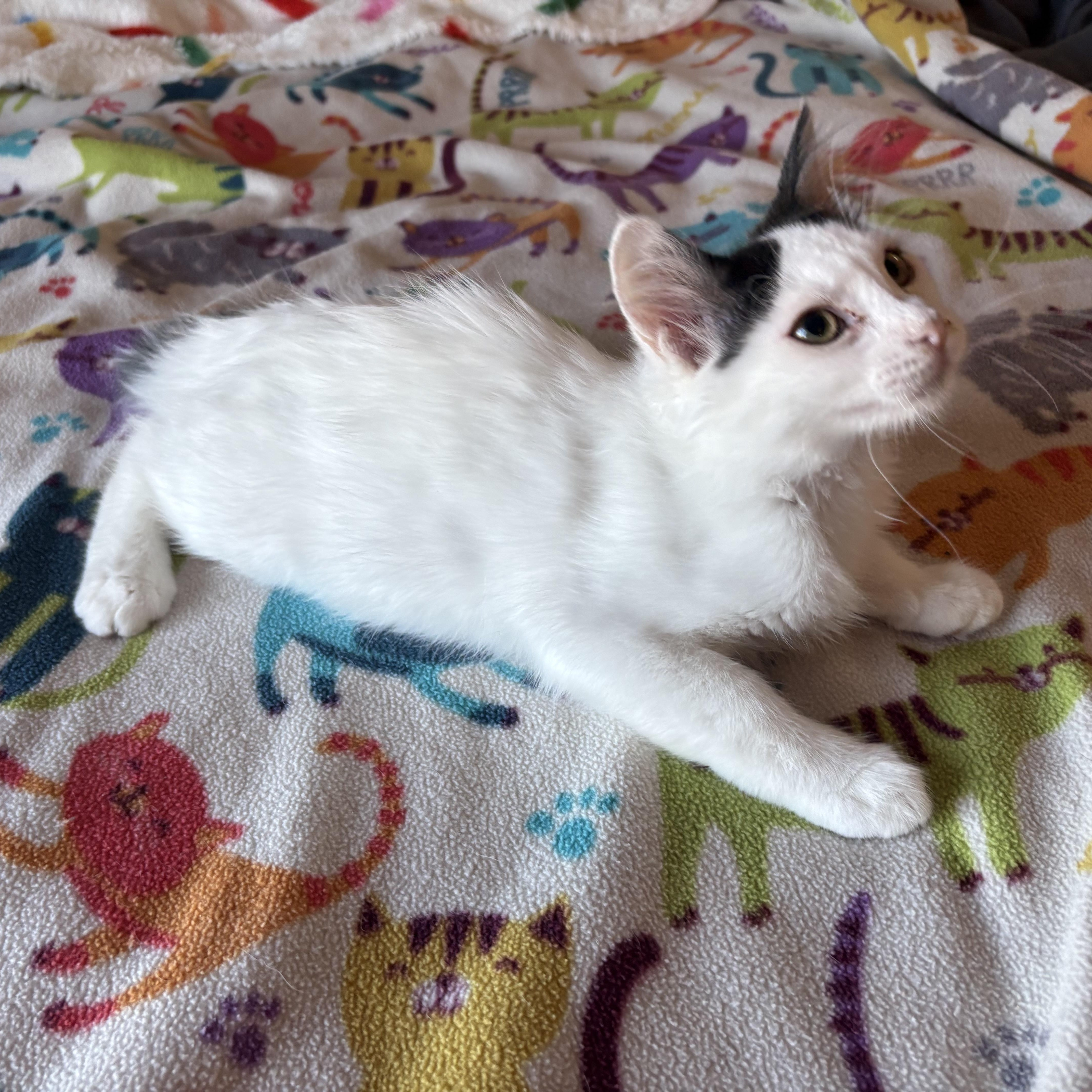 Yoda, ADOPTABLE, Kitten Female Domestic Medium Hair.