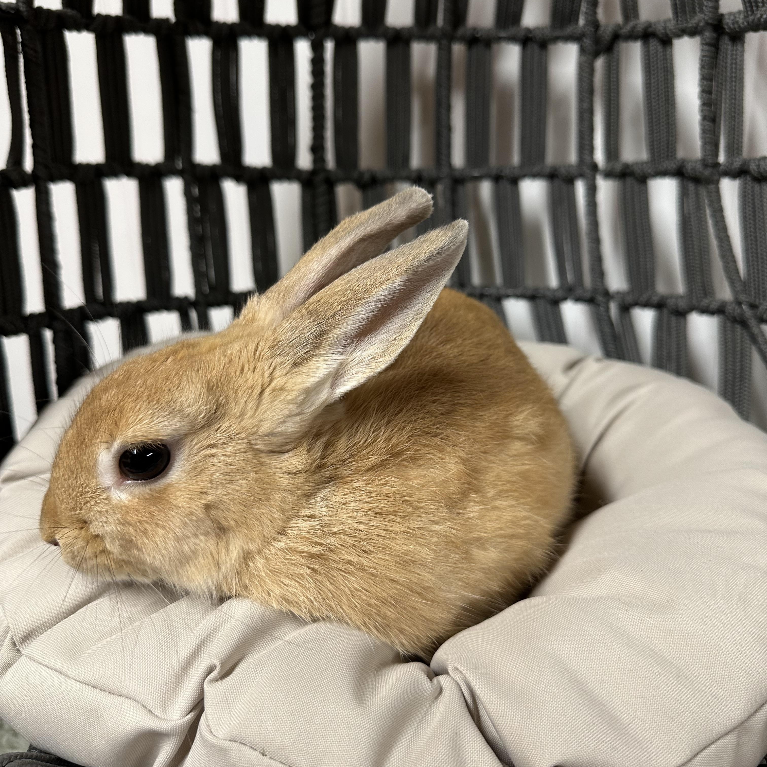 Enlarge Lilly, a Adopted Bunny Rabbit in Columbia, SC image 1/5