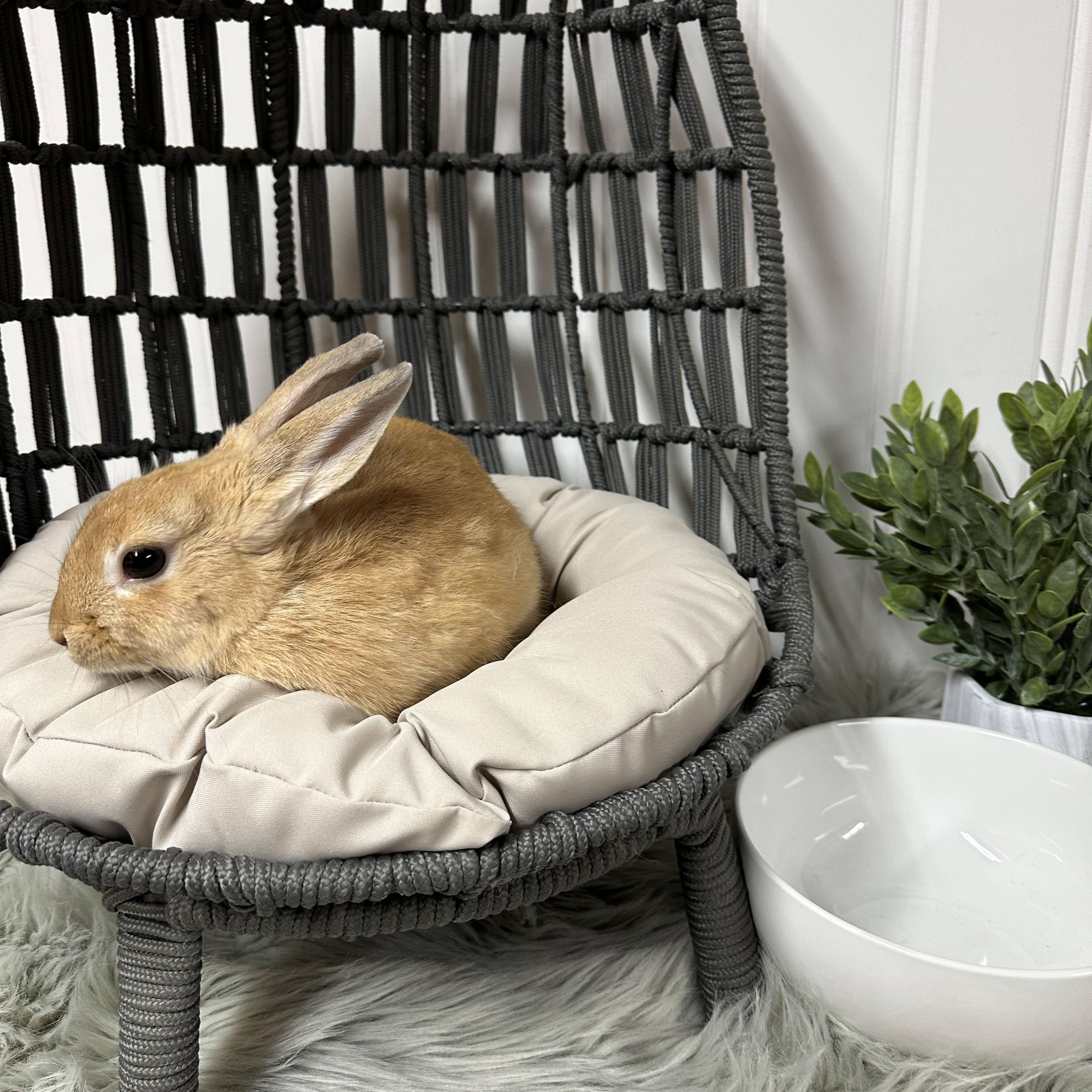 Enlarge Lilly, a Adopted Bunny Rabbit in Columbia, SC image 2/5