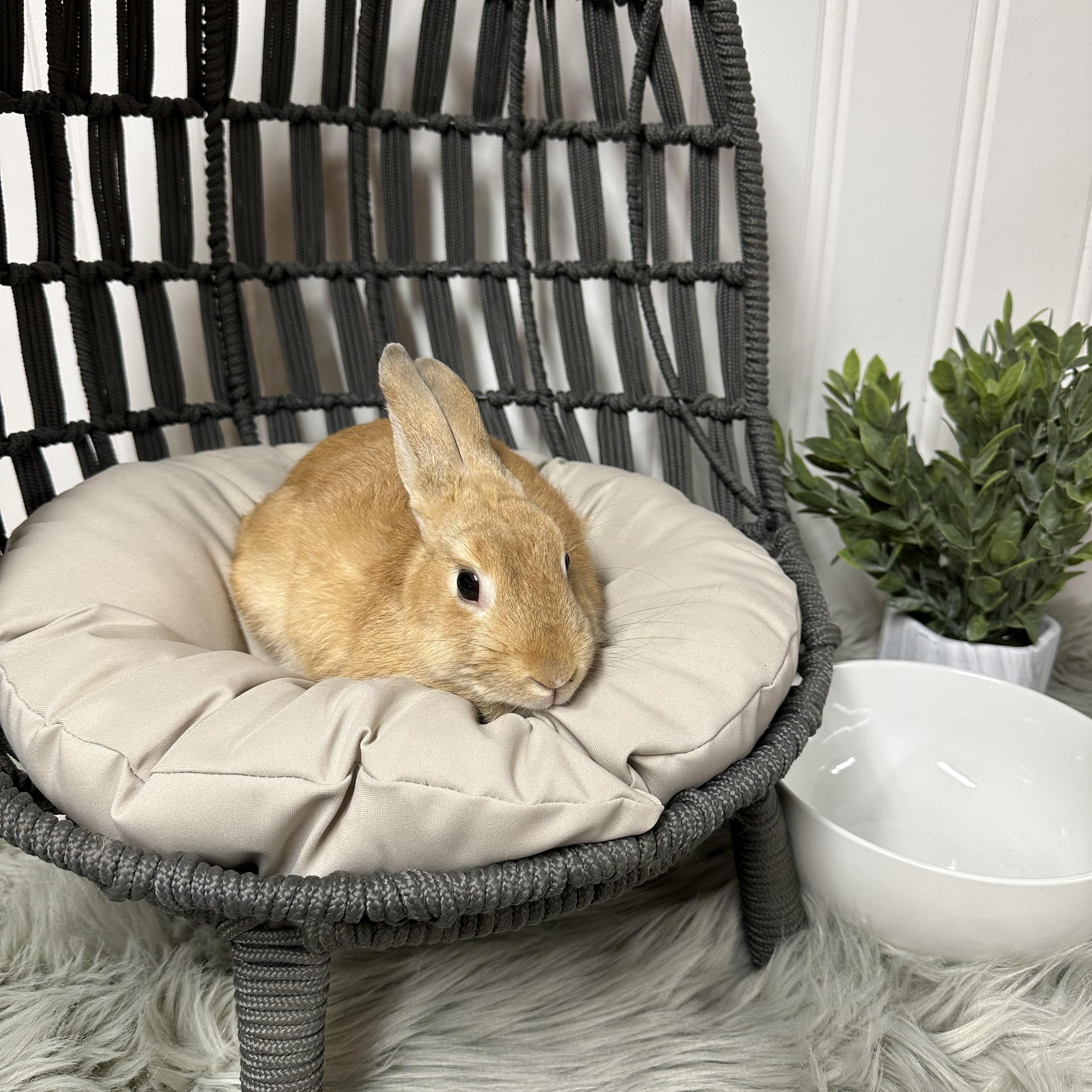 Enlarge Lilly, a Adopted Bunny Rabbit in Columbia, SC image 3/5
