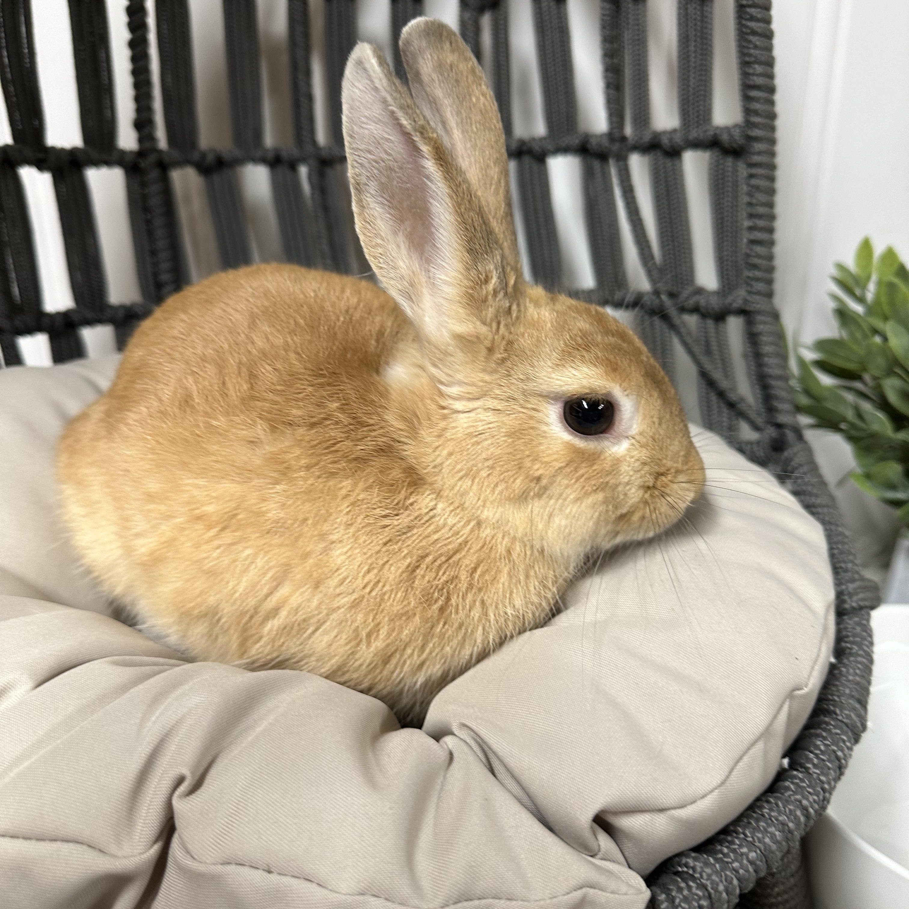 Enlarge Lilly, a Adopted Bunny Rabbit in Columbia, SC image 4/5