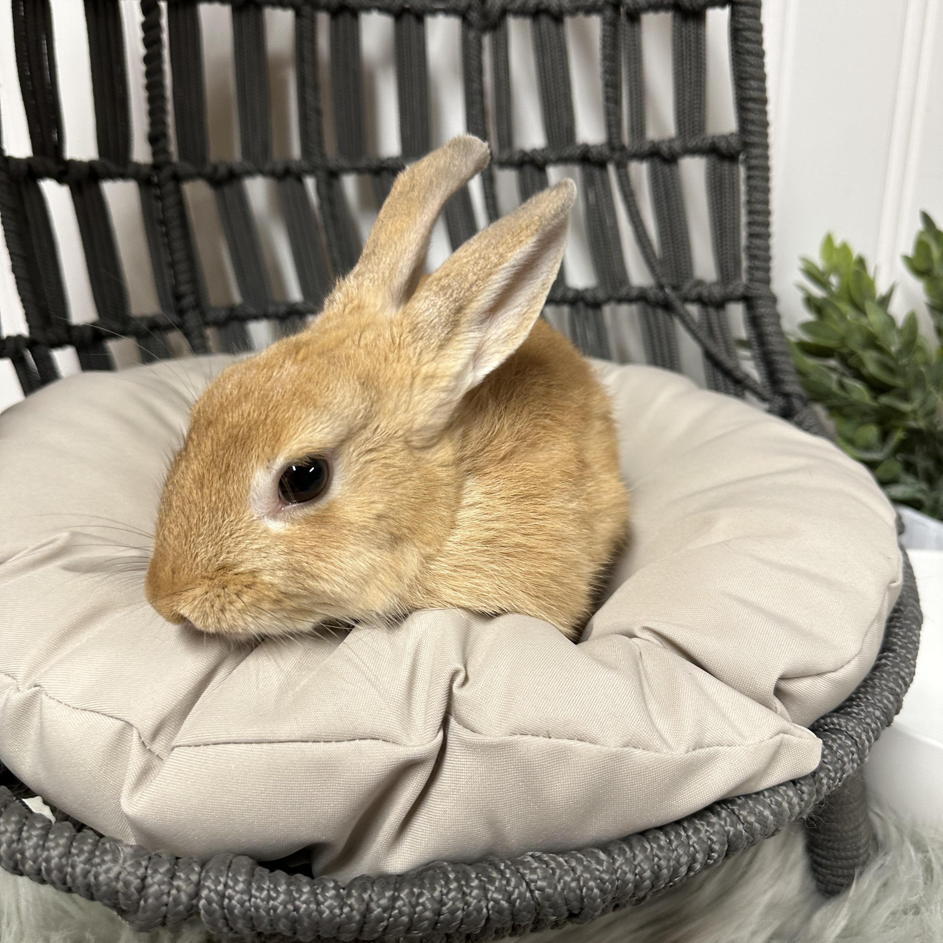 Enlarge Lilly, a Adopted Bunny Rabbit in Columbia, SC image 5/5