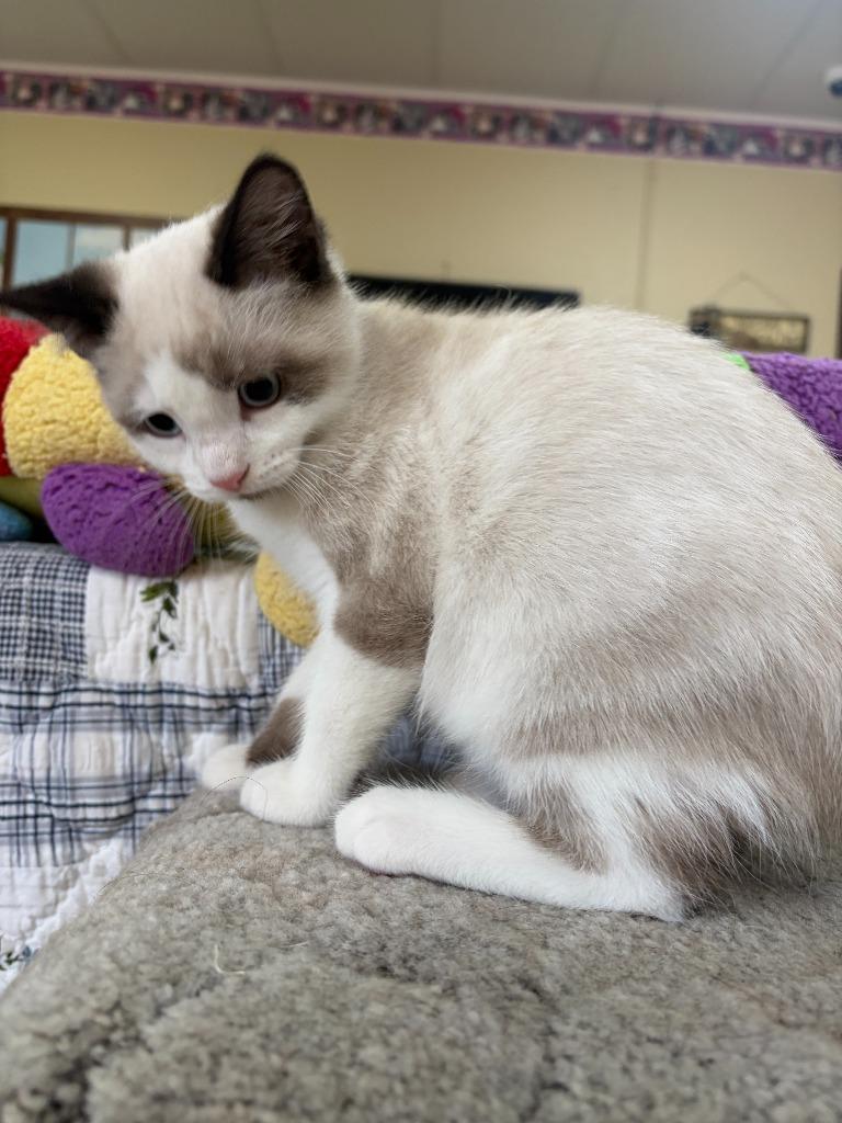 YoYo, Adoptable, Kitten Male Siamese.