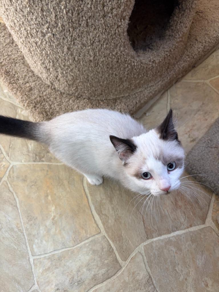 Enlarge YoYo, a Adoptable Siamese in Neillsville, WI image 2/3