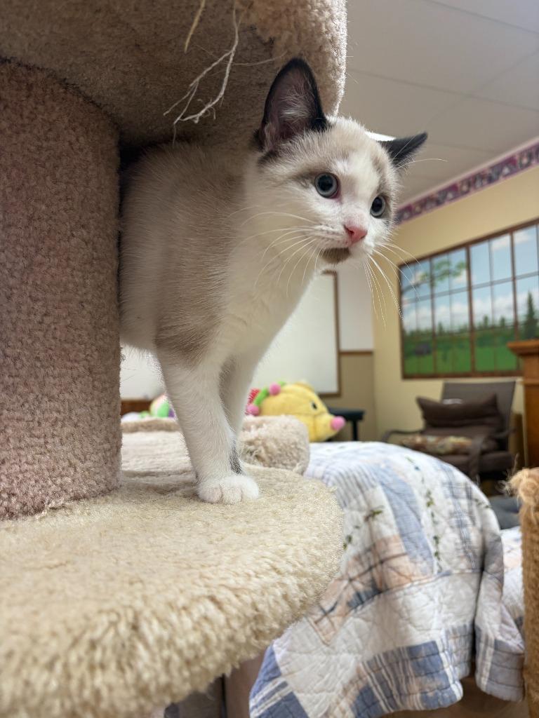 Enlarge YoYo, a Adoptable Siamese in Neillsville, WI image 3/3