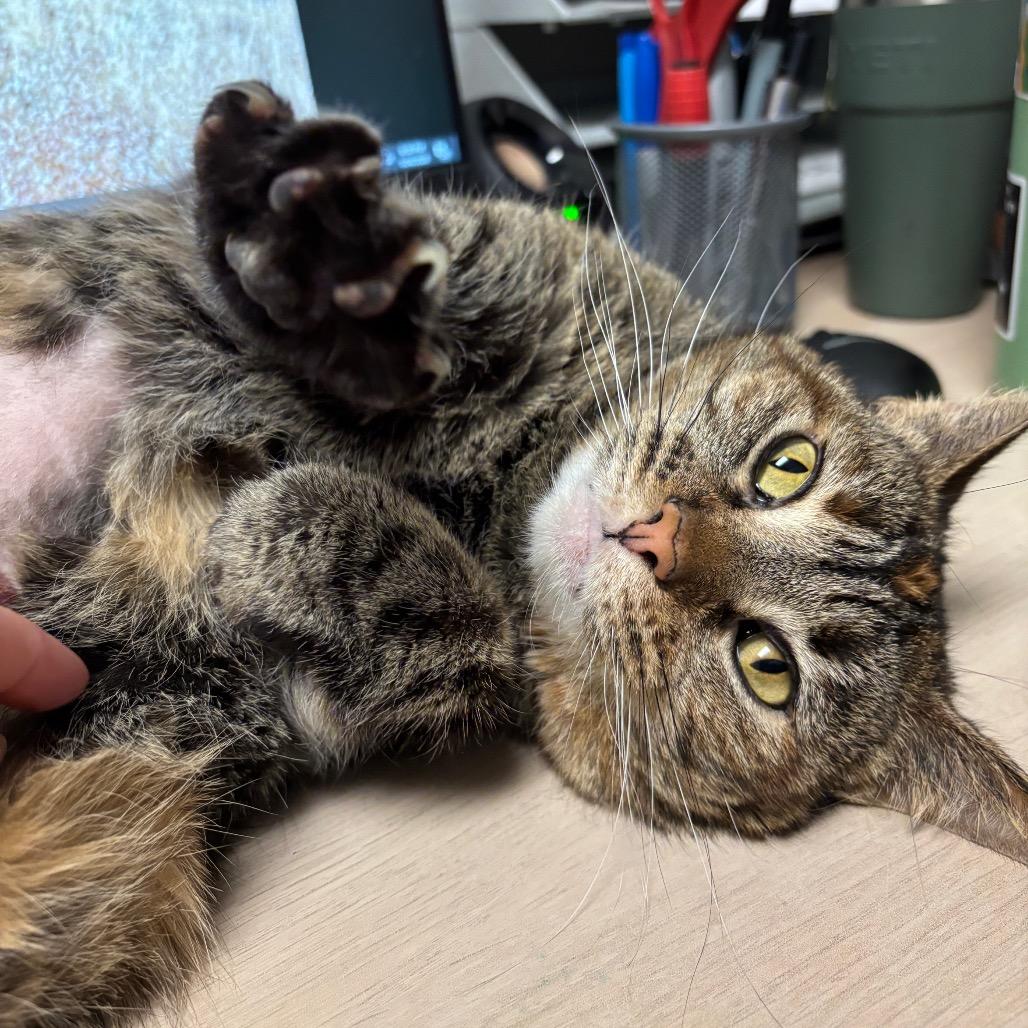 Peanut, a Adoptable Domestic Short Hair in Murray, UT image 1/6