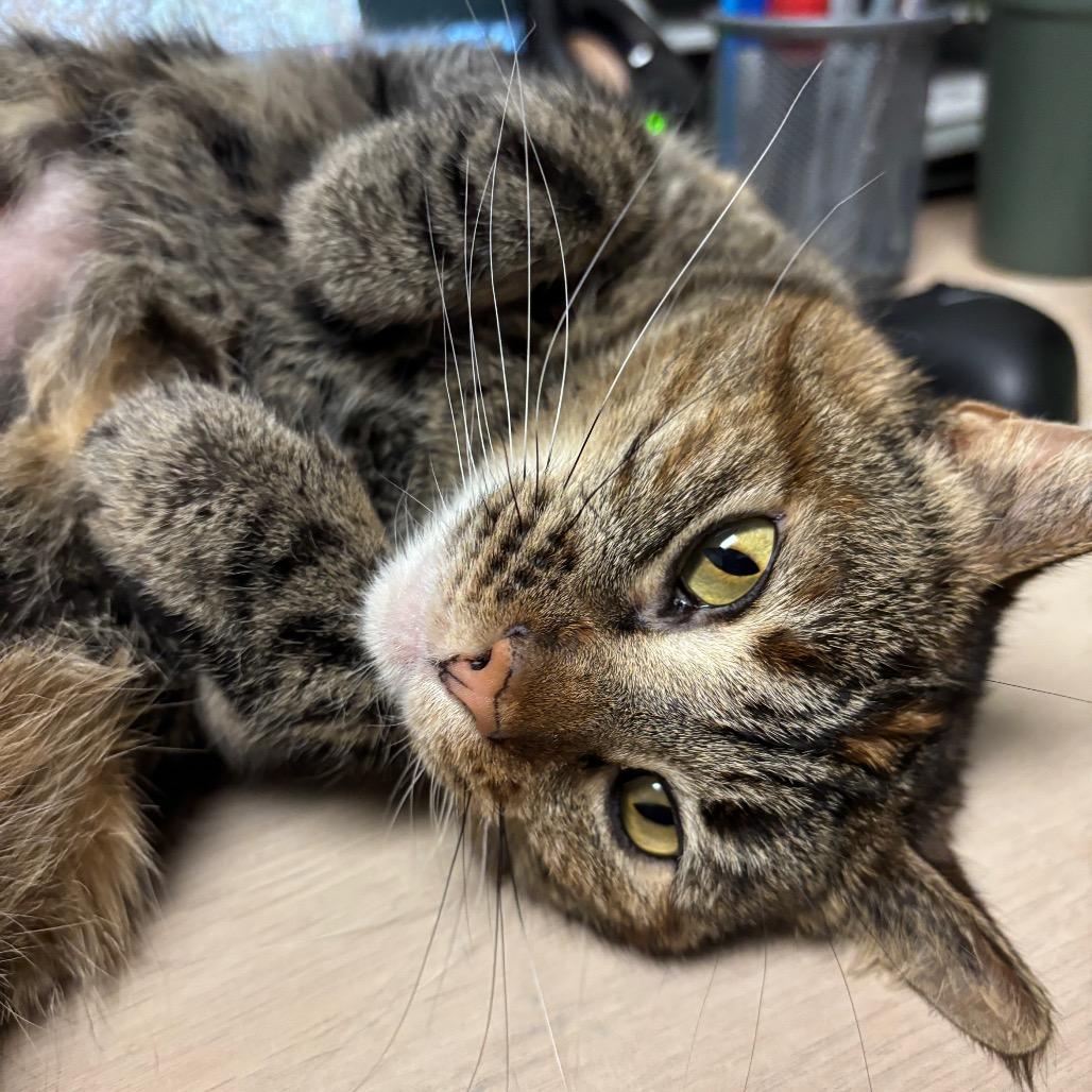 Peanut, a Adoptable Domestic Short Hair in Murray, UT image 2/6