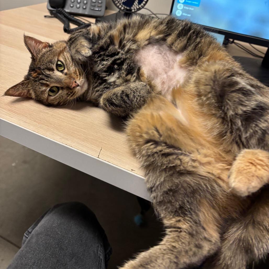 Peanut, Adoptable, Adult Female Domestic Short Hair.