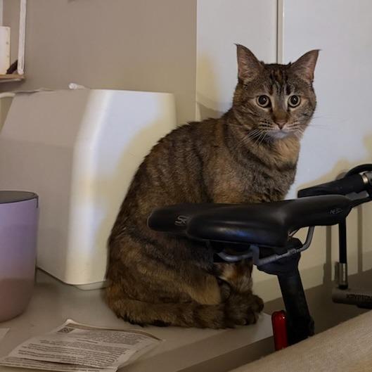 Peanut, a Adoptable Domestic Short Hair in Murray, UT image 4/6