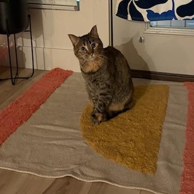 Peanut, a Adoptable Domestic Short Hair in Murray, UT image 5/6