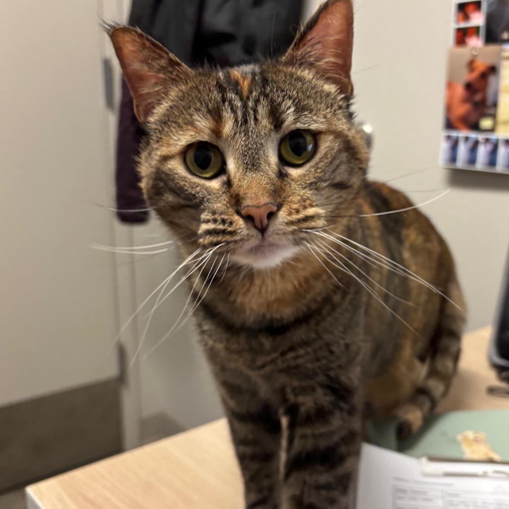 Peanut, a Adoptable Domestic Short Hair in Murray, UT image 6/6