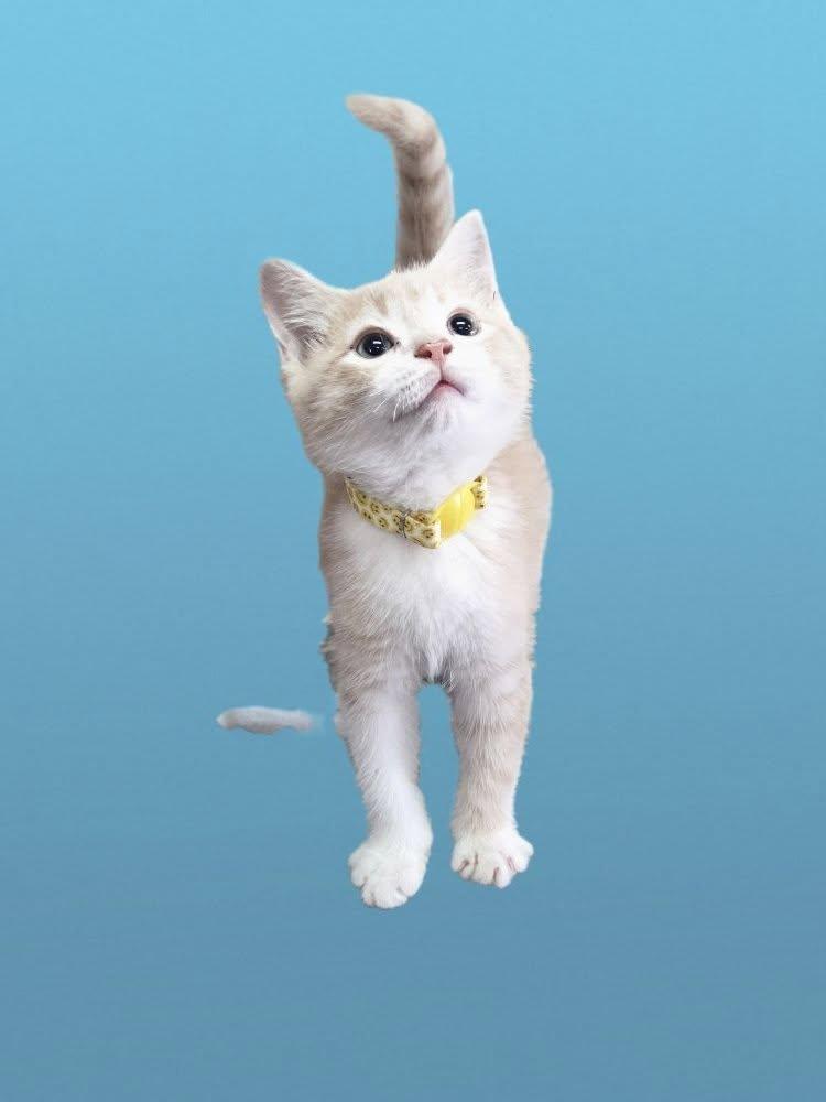 Cheeto, Baby Male Tabby