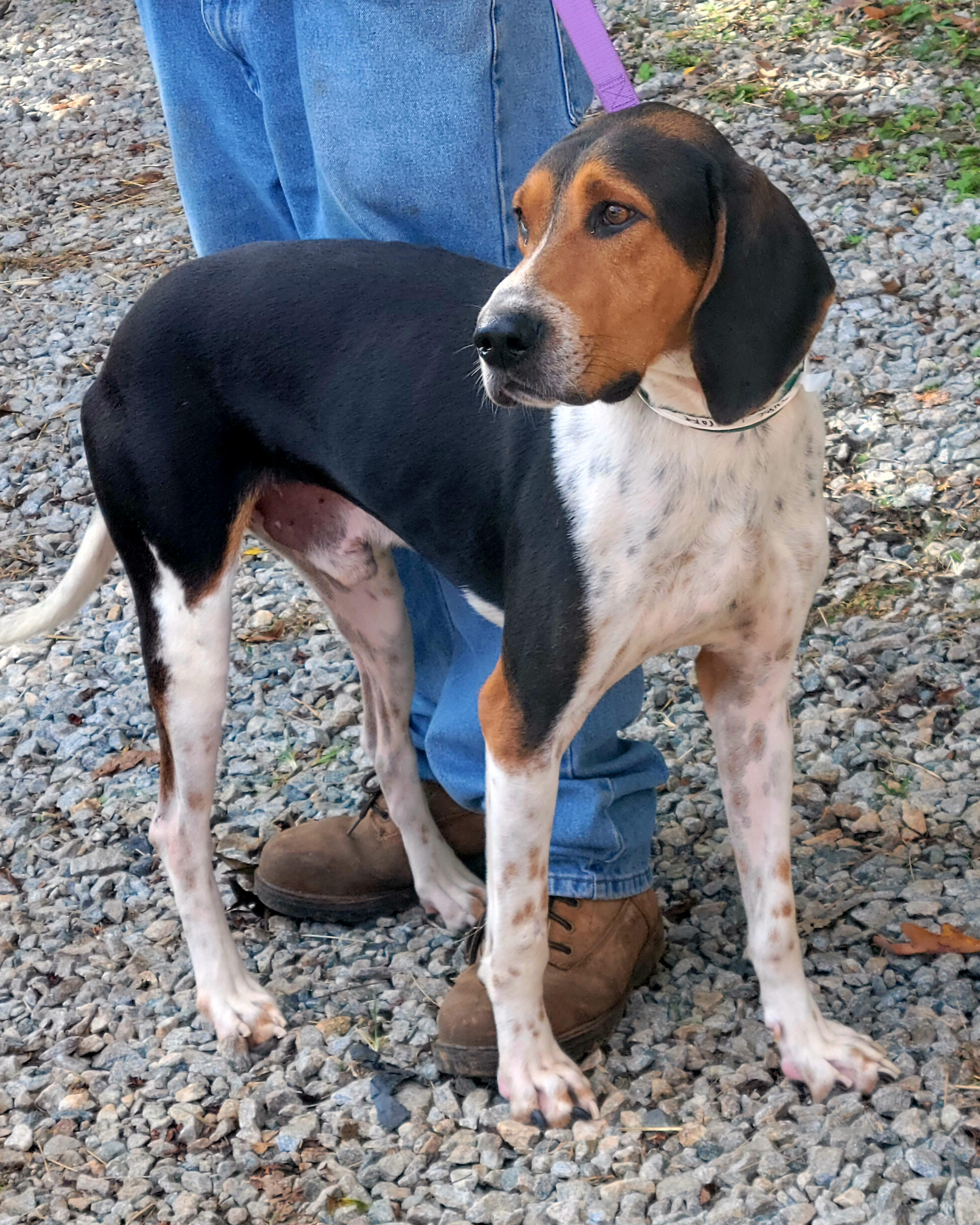 Enlarge Drake, a Adoptable Bluetick Coonhound in Chase City, VA image 1/1