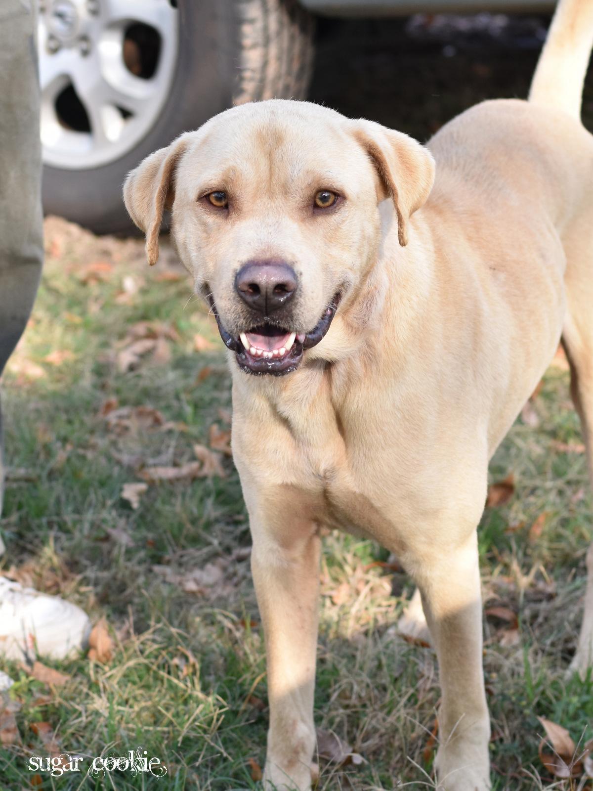Enlarge Milo, an adopted Labrador Retriever in Snohomish, WA image 4/5