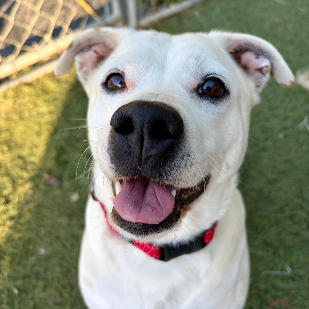 MARLEY (DEAF), a Adoptable Mixed Breed in Danville, KY image 1/6