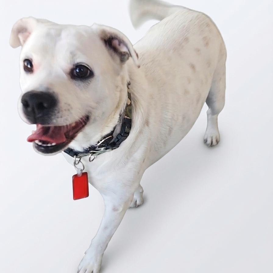 Enlarge MARLEY (DEAF), a Adoptable Mixed Breed in Danville, KY image 1/4
