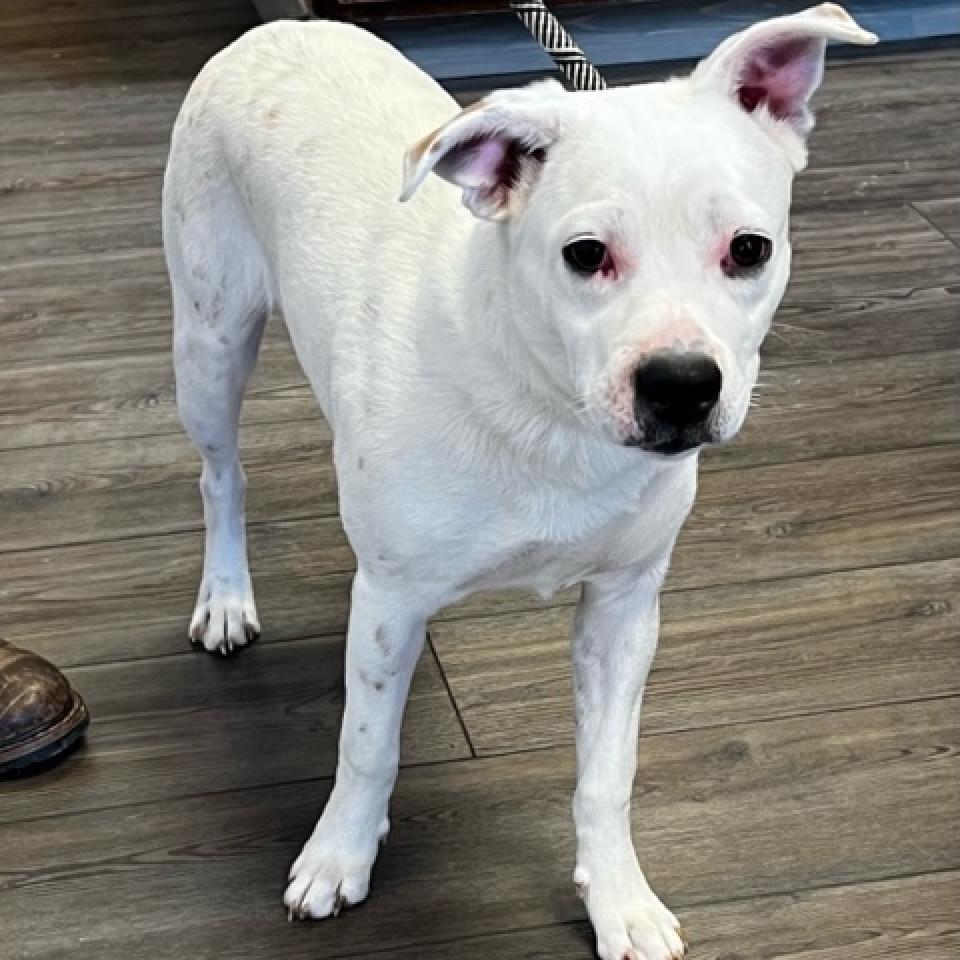 Enlarge MARLEY (DEAF), a Adoptable Mixed Breed in Danville, KY image 2/4