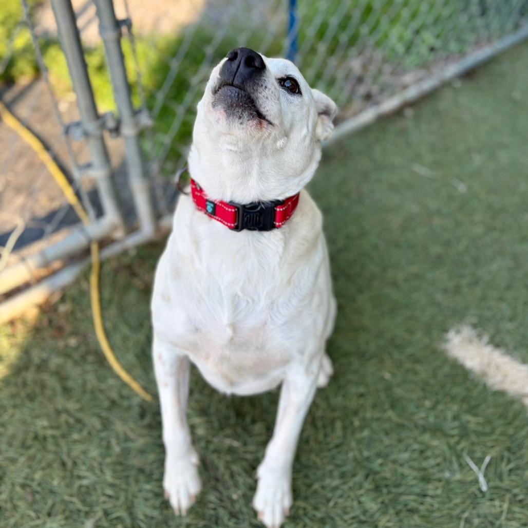 MARLEY (DEAF), a Adoptable Mixed Breed in Danville, KY image 3/6