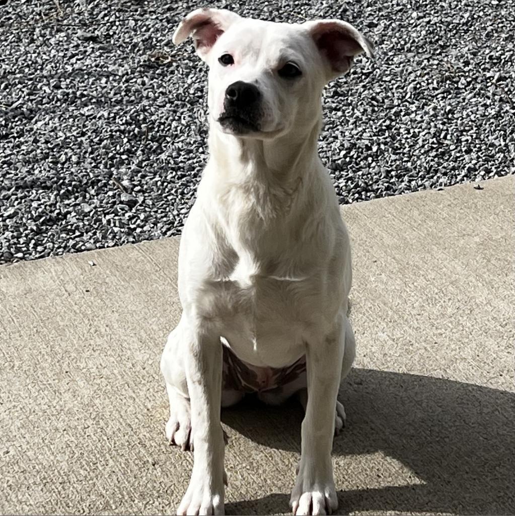 Enlarge MARLEY (DEAF), a Adoptable Mixed Breed in Danville, KY image 3/4