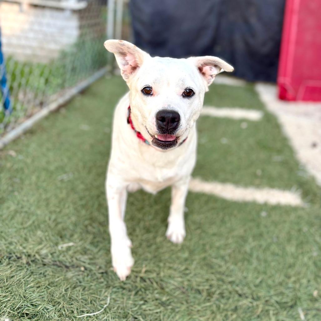 MARLEY (DEAF), a Adoptable Mixed Breed in Danville, KY image 4/6